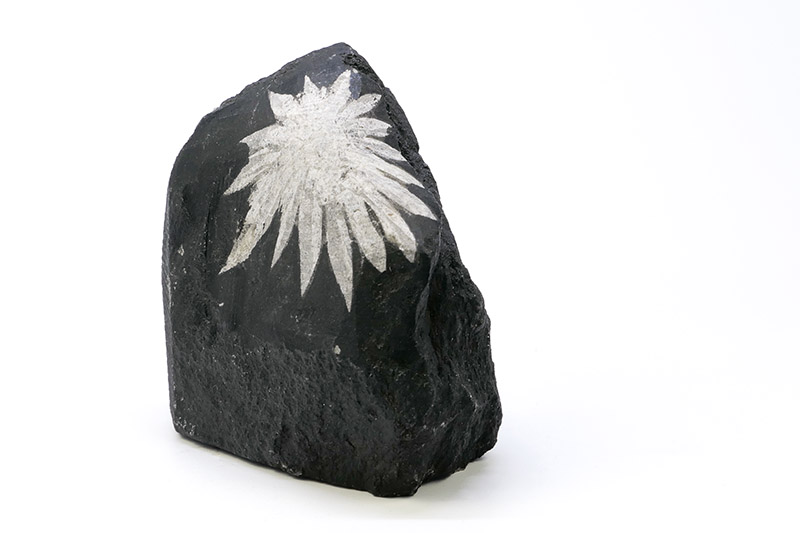 c - chrysantsteen bijgewerkt