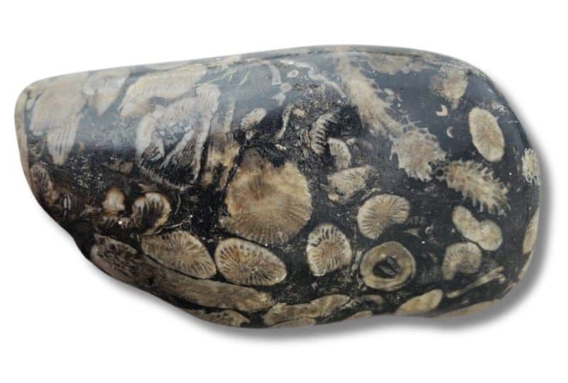 frosterley marble - kalksteen - foto richard gibson